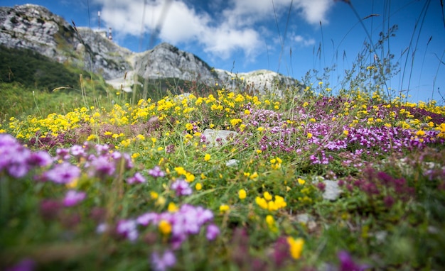 Hermoso paisaje de coloridas flores que crecen en alta montaña