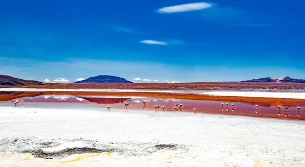 Foto hermoso paisaje desértico boliviano con flamencos