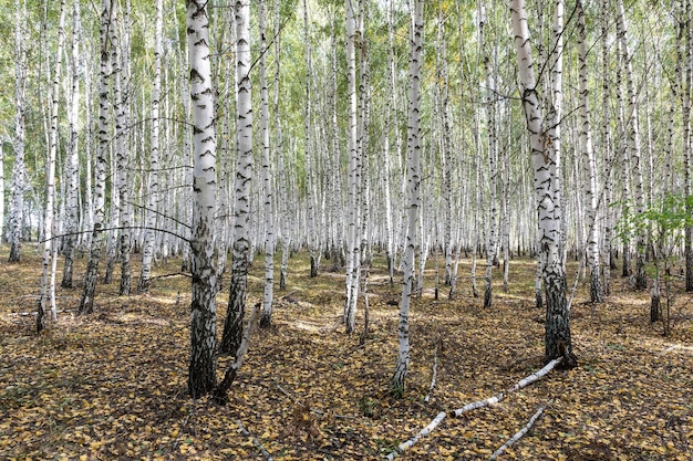 Hermoso paisaje escénico de otoño con bosquecillo de abedules Bosque de abedules Arboleda de abedules Troncos de abedul blancox9