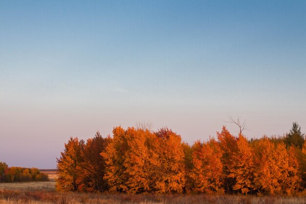 Hermoso paisaje de estepa rural de otoño árboles de otoño
