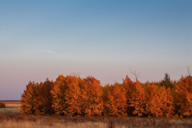 Hermoso paisaje de estepa rural de otoño árboles de otoño