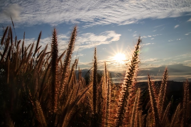 Hermoso paisaje de flor de hierba dorada con fondo natural de amanecer