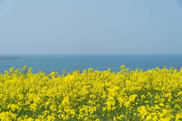 Hermoso paisaje con flores amarillas de colza y vistas al mar