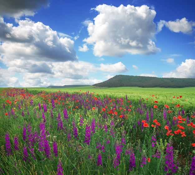 Hermoso paisaje con flores, campo y montaña. Prado de primavera. Composición de la naturaleza.