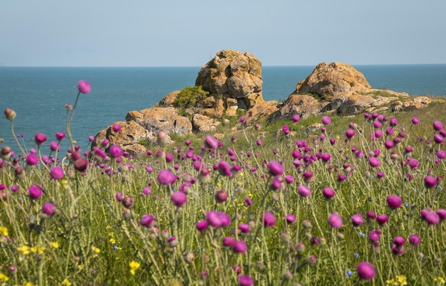 Hermoso paisaje con flores rosadas, playa de rocas y hermosa agua de mar turquesa Composición de la naturaleza Playas generales Crimea