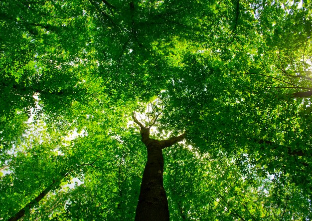 Hermoso paisaje forestal en la mañana