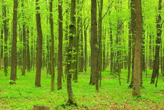 Hermoso paisaje forestal por la mañana