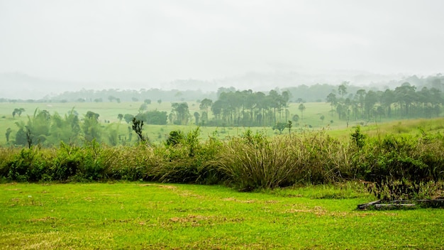 Hermoso paisaje forestal en el Parque Nacional Thung Salaeng Luang en la provincia de Phitsanulok en Tailandia. / Sabana en el Parque Nacional de Tailandia llamado Thung Salaeng Luan