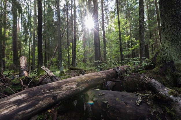 Foto un hermoso paisaje forestal con vistas a los árboles caídos y al sol atravesando las ramas