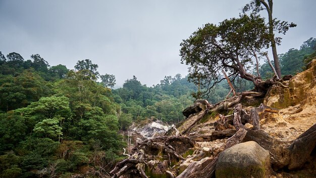 Hermoso paisaje forestal en la zona del monte Halimun Salak Indonesia