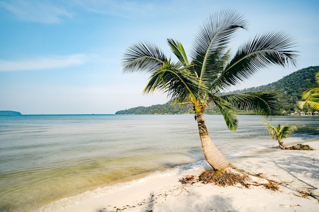 Hermoso paisaje con grandes palmeras verdes en primer plano al fondo de sombrillas y tumbonas para turistas en una hermosa playa exótica