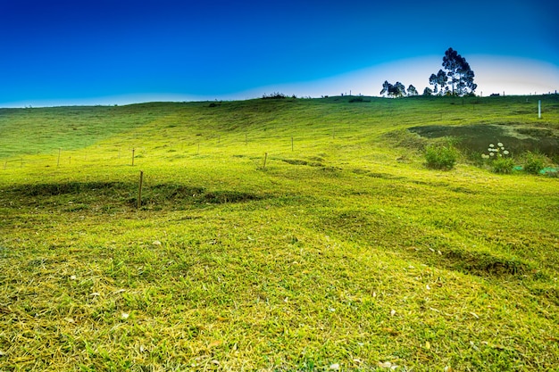Foto hermoso paisaje con hierba verde algunos tocones de madera y un árbol en el fondo y cielo azul