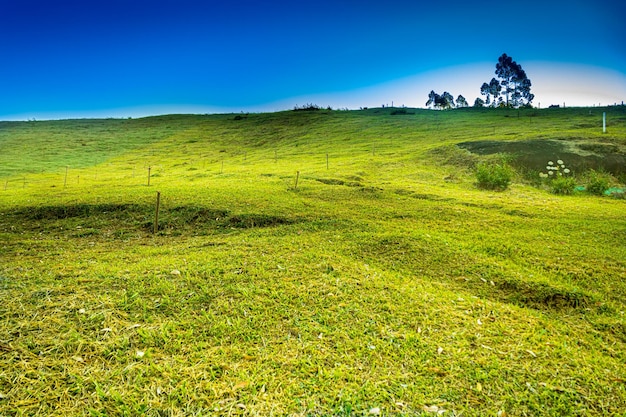 Hermoso paisaje con hierba verde algunos tocones de madera y un árbol en el fondo y cielo azul