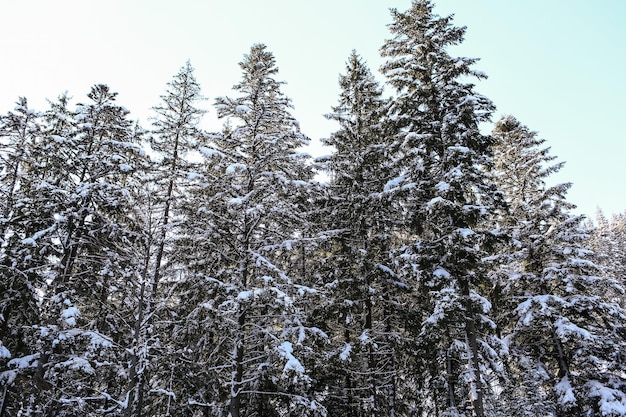 Hermoso paisaje invernal abeto cubierto de nieve clima soleado