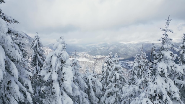 Hermoso paisaje invernal con abetos cubiertos de nieve en un día nevado y brumoso