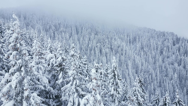 Hermoso paisaje invernal con abetos cubiertos de nieve en video de drones de día nevado y brumoso