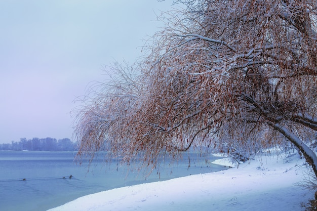 Hermoso paisaje invernal con árboles congelados