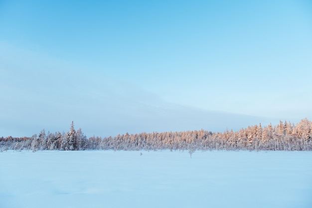 Hermoso paisaje invernal con árboles cubiertos de escarcha