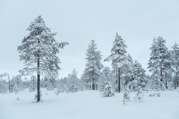 Hermoso paisaje invernal con árboles cubiertos de escarcha