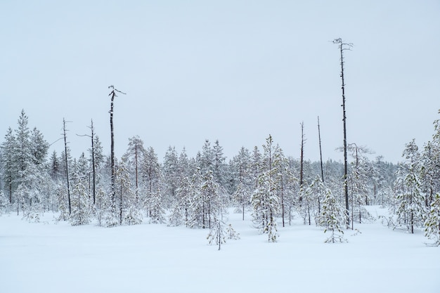 Hermoso paisaje invernal con árboles cubiertos de escarcha