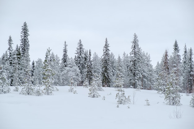 Hermoso paisaje invernal con árboles cubiertos de escarcha