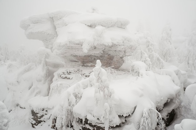 Hermoso paisaje invernal con árboles cubiertos de nieve. cuento de hadas de invierno