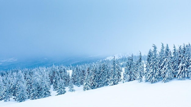 Hermoso paisaje invernal con árboles cubiertos de nieve Montañas de invierno