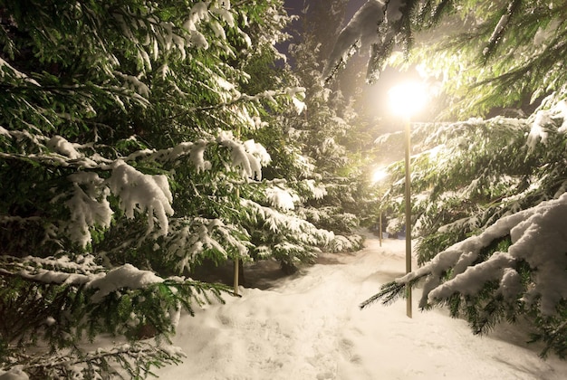 Hermoso paisaje invernal con árboles cubiertos de nieve Montañas de invierno