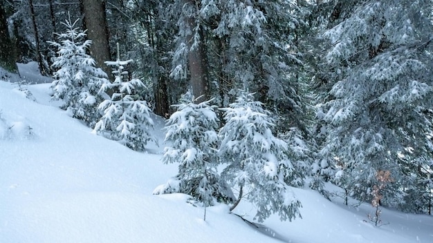 Hermoso paisaje invernal con árboles cubiertos de nieve Montañas de invierno