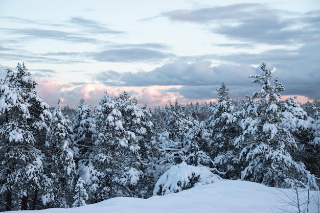 hermoso paisaje invernal con árboles cubiertos de nieve en las montañas
