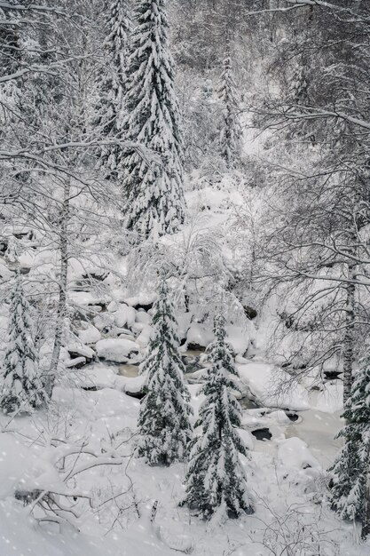 Hermoso paisaje invernal con árboles justos bajo la nieve.