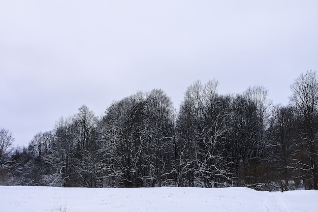 Hermoso paisaje invernal con árboles en la nieve en el campo