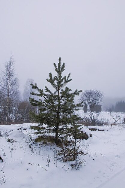 Hermoso paisaje invernal con árboles en la nieve en el campo