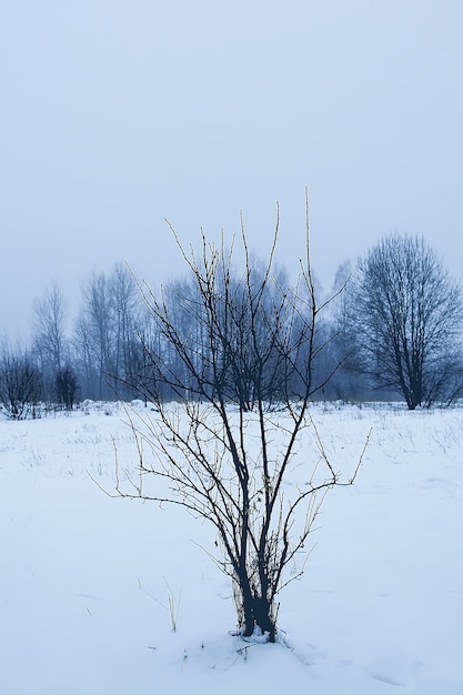 Hermoso paisaje invernal con árboles en la nieve en el campo