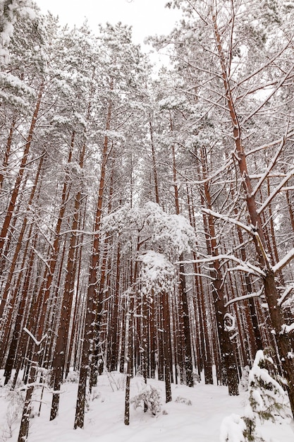 Hermoso paisaje invernal en el bosque, árboles altos cubiertos de nieve, la tierra está cubierta de grandes ventisqueros blancos