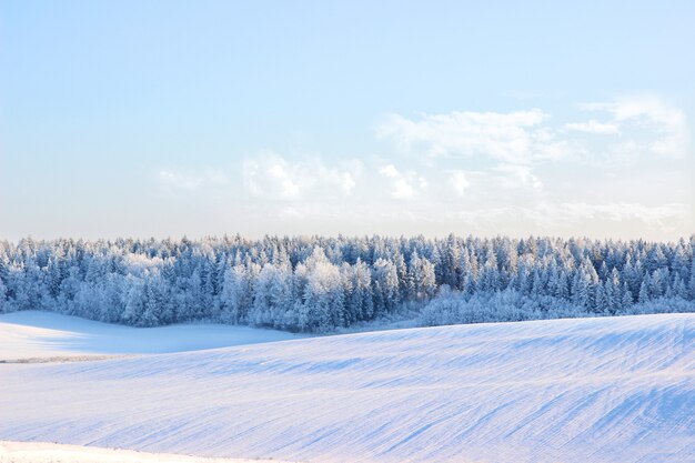 Hermoso paisaje invernal con bosque, árboles