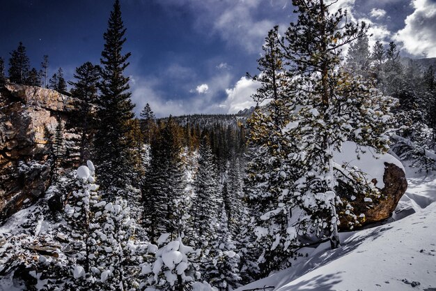 Hermoso paisaje invernal en un bosque cubierto de nieve