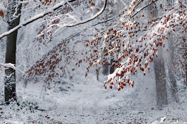 Hermoso paisaje invernal Bosque en invierno