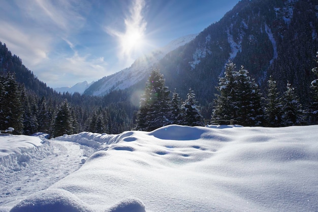 Hermoso paisaje invernal en montañas con árboles cubiertos de nieve