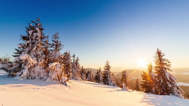 Hermoso paisaje invernal en las montañas El sol naciente se rompe a través de las ramas cubiertas de nieve del abeto Suelo y árboles cubiertos con una gruesa capa de nieve fresca y esponjosa