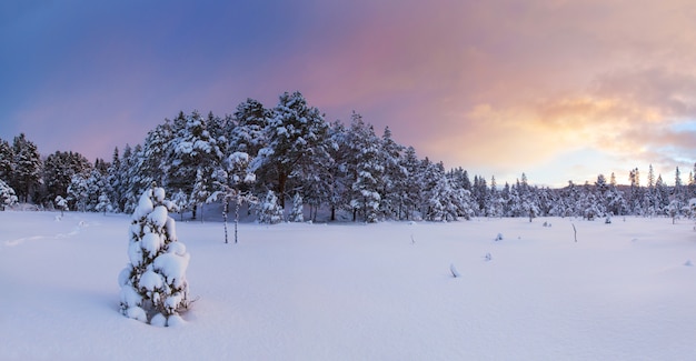 Hermoso paisaje invernal en la naturaleza