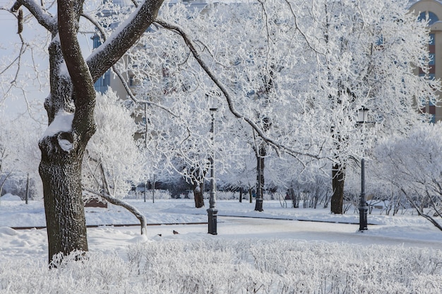 Hermoso paisaje invernal en el parque de la ciudad con ramas de árboles, arbustos y luces de la ciudad cubiertas de nieve y escarcha