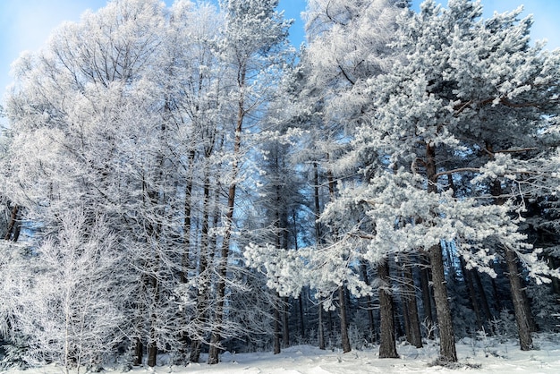 Hermoso paisaje invernal pinos congelados en las montañas de los Cárpatos en un día soleado fusión de fotos HDR
