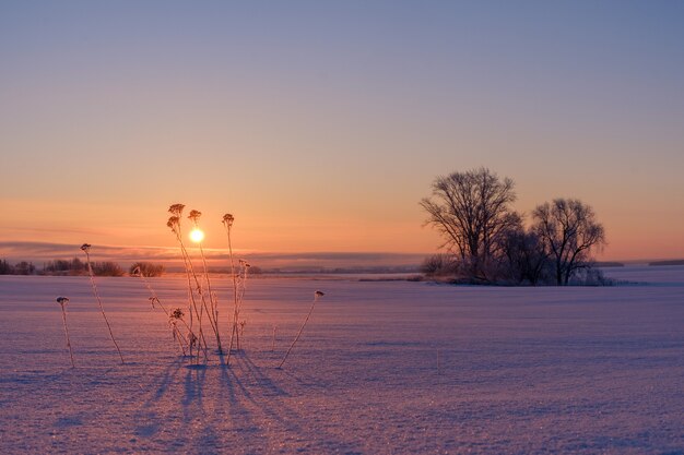 Hermoso paisaje invernal y vistas del sol naciente y árboles en el campo