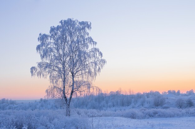 El hermoso paisaje de invierno con abedul