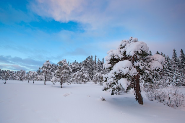 Hermoso paisaje de invierno árbol de nieve