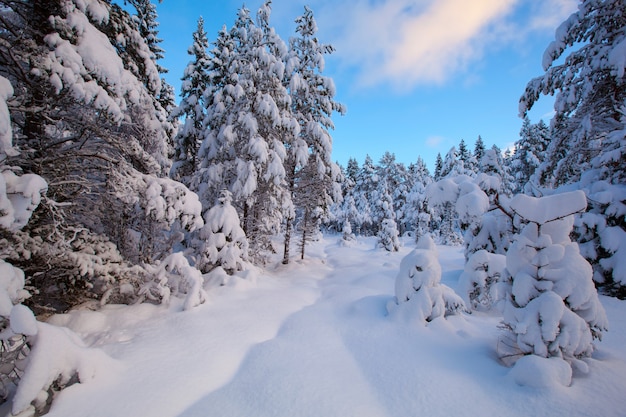 Hermoso paisaje de invierno árbol de nieve