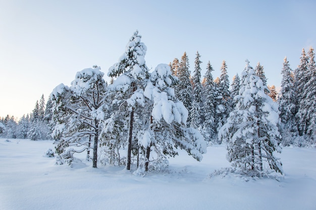 Hermoso paisaje de invierno árbol de nieve