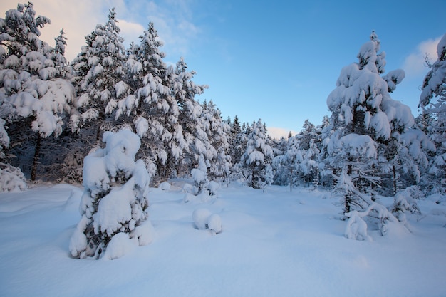 Hermoso paisaje de invierno árbol de nieve