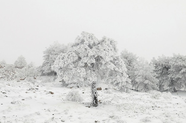 Hermoso paisaje de invierno con árboles cubiertos de nieve.